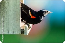 Morning Birds-8533-Edit.jpg
