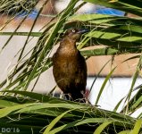 DSC_1407.jpg