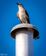 DSC_1417.jpg