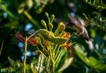 DSC_1352.jpg
