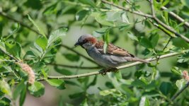June 05, 2016-0059-2-Edit.jpg