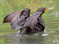 Cormorant5.jpg