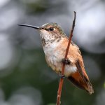 Hummer2.jpg