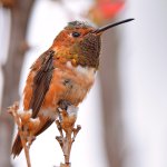 Hummer7.jpg