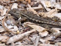 Lizard.jpg