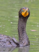 Cormorant6.jpg