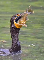 Cormorant.jpg