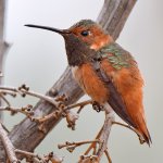 Hummer4.jpg