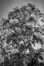 3 B-W Flowers.jpg