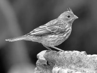 Finch2.jpg