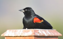 ROY_9519.JPG