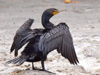 Cormorant.jpg