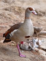 Goose.jpg