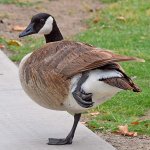 Goose2.jpg