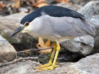 BlackHeron6.jpg