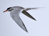 Tern4.jpg