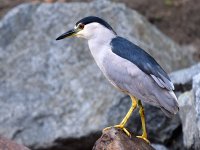 BlackHeron.jpg