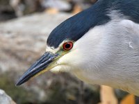 BlackHeron7.jpg