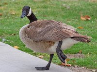 Goose4.jpg