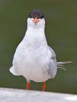 Tern11.jpg
