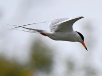Tern.jpg