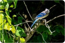 afternoon birds-8592.jpg