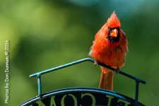 afternoon birds-8618.jpg