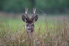 DSC_1753.jpg