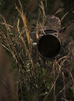 214036d1464997094t-june-2016-monthly-assignment-theme-hidden-plain-sight-beast-bushes.jpg