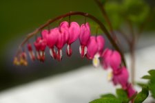 _DSC5401.jpg