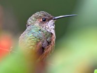 Hummer.jpg
