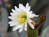 Cactus.jpg
