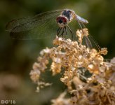 DSC_1609.jpg