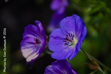 flowers-8642.jpg
