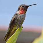 Hummer6.jpg
