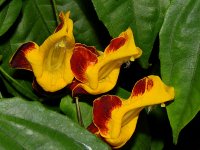 Thunbergia2.jpg