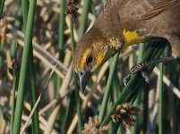 DSC_4959+Jesse Lake TC Birding-0036.jpg