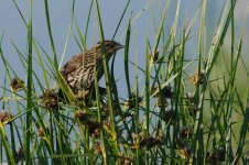 DSC_5008+Jesse Lake TC Birding-0043.jpg