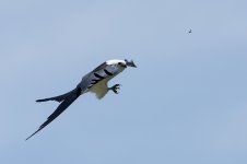 D72_5285ccr.jpg