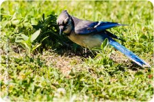 afternoon birds-8656.jpg