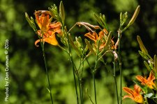 afternoon birds-8672.jpg