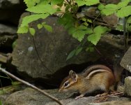 _DSC0796.jpg