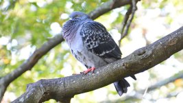 DSC_9564.jpg