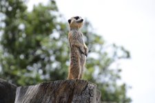 DSC_1171.jpg