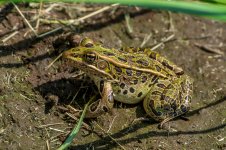 DSC_4339.jpg