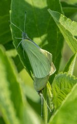 DSC_4229.jpg