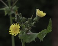 P1000617n.jpg