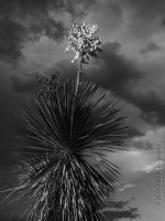 6-11-16-cr_DSC_3988.jpg