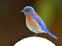 Bluebird3.jpg