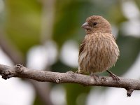 Finch.jpg
